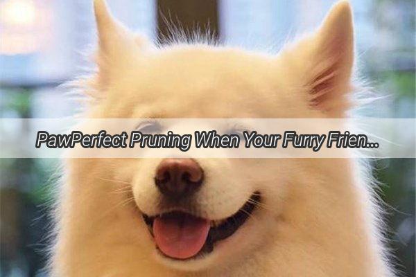 PawPerfect Pruning When Your Furry Friends Foot Swelling Meets the Clipper blades